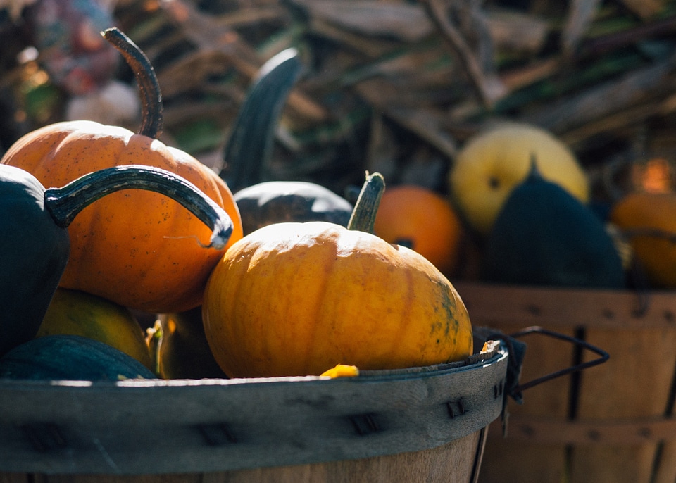 Autumn food vegetable