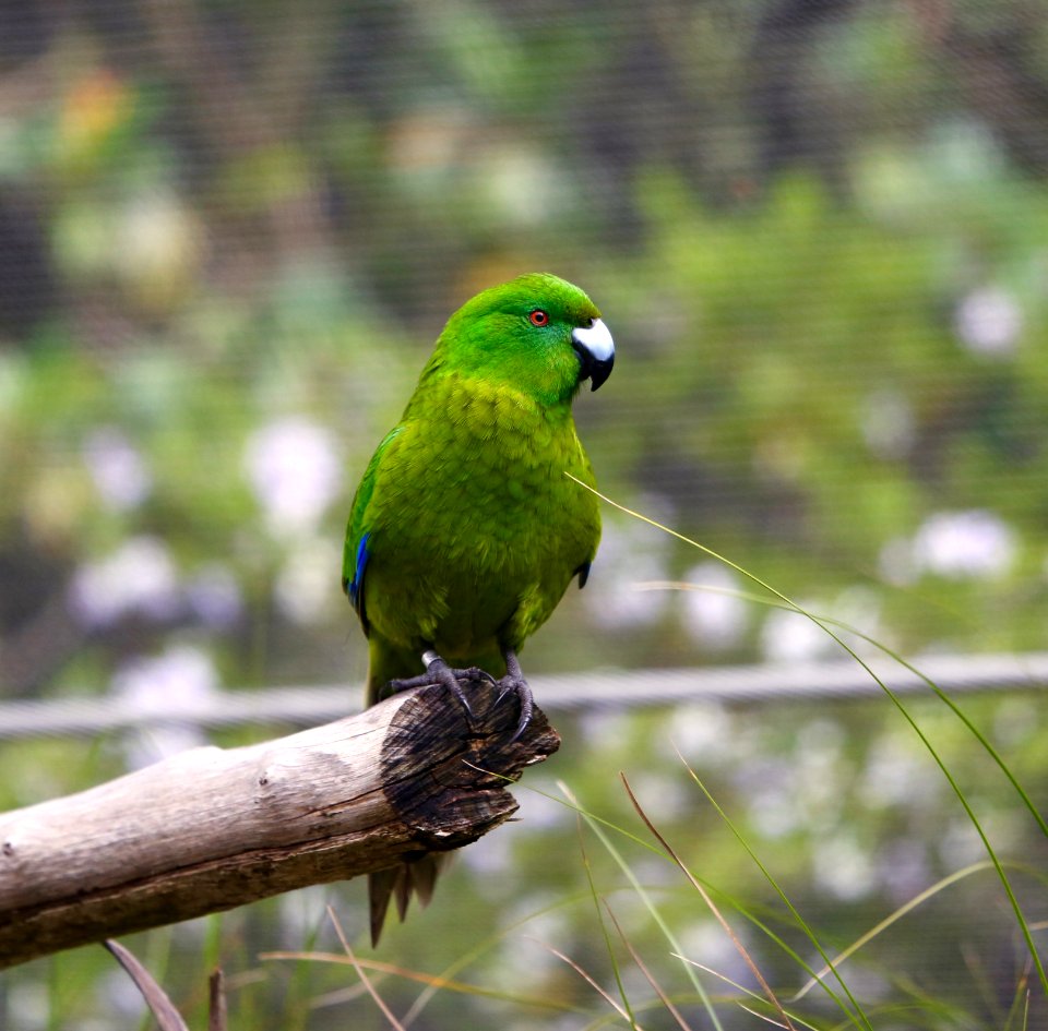 New Zealand Burrowing Parrot