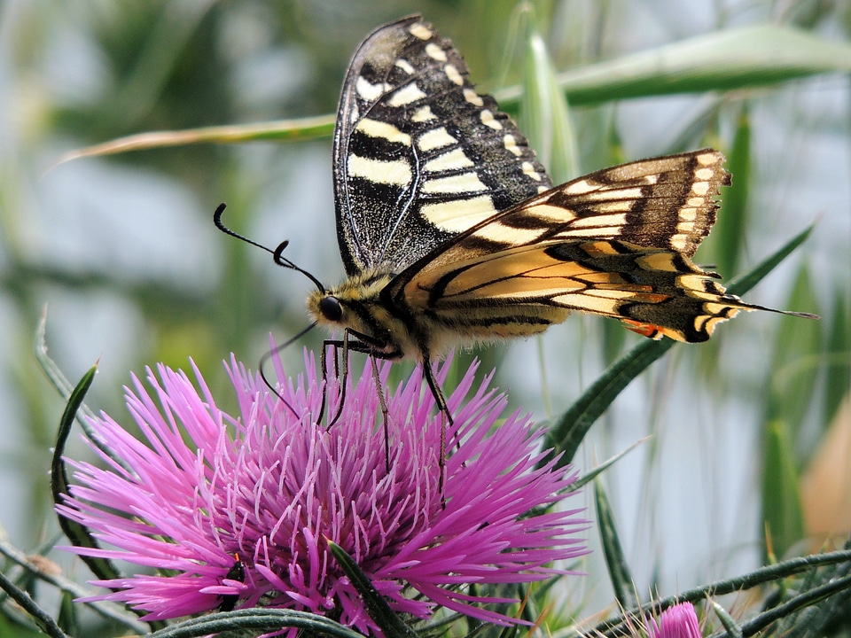 Swallowtail ali insect