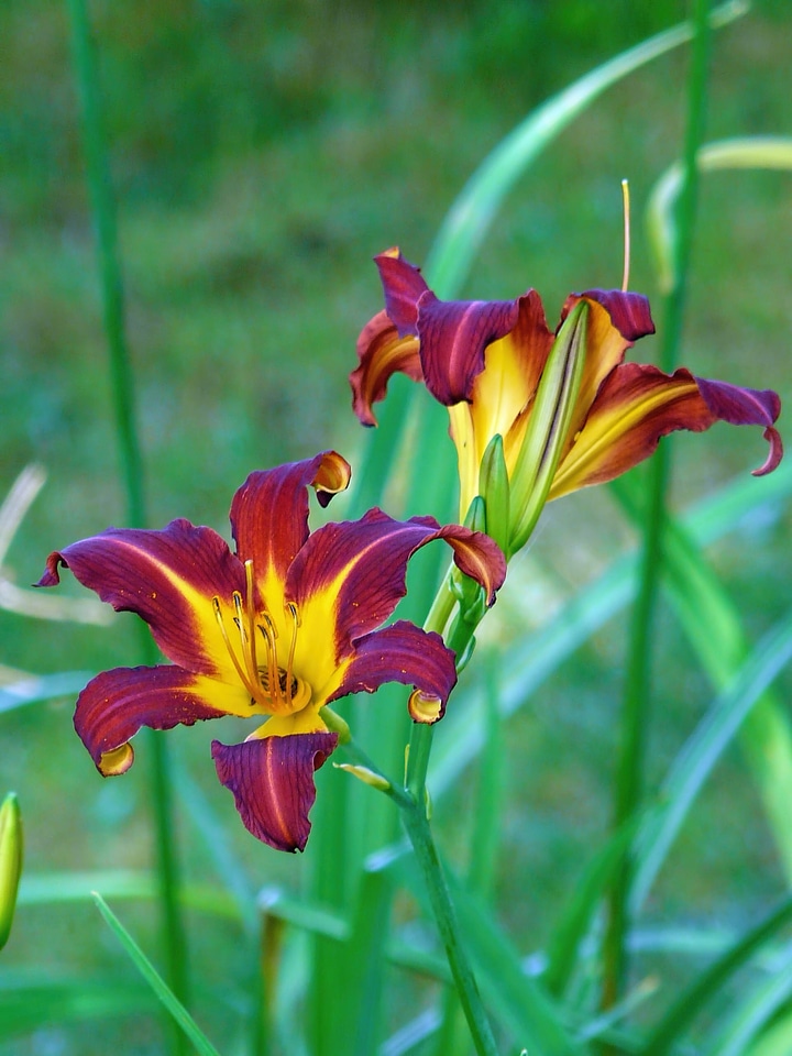 Nature plant blossom