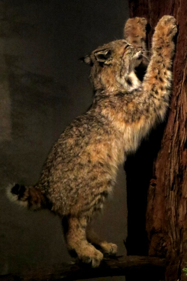 bobcat (stuffed)