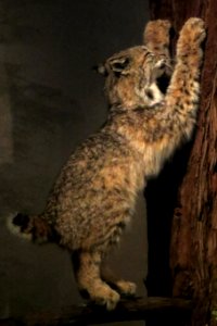 bobcat (stuffed) photo