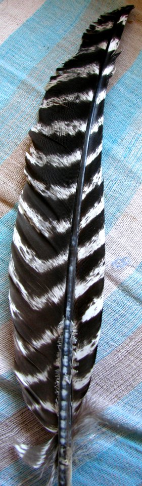 striped feather