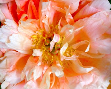 pastel peony Perfection