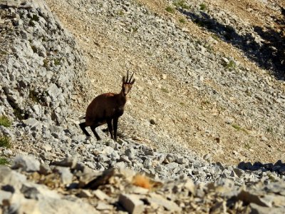 Chamois  Sentier Secret