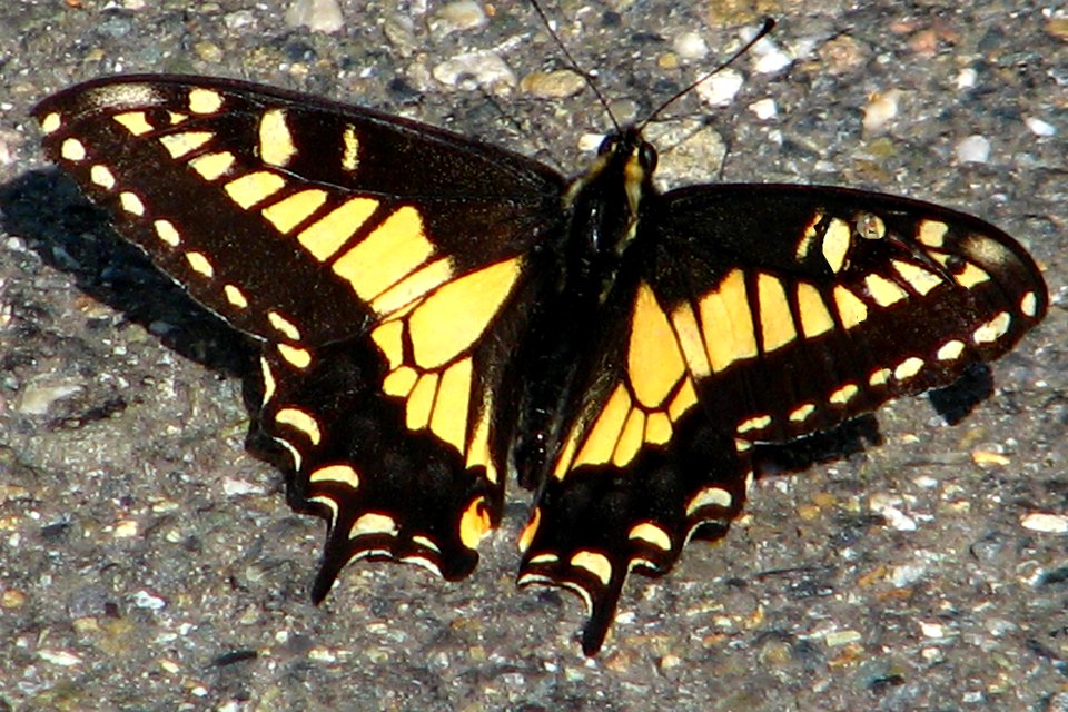 swallowtail butterfly