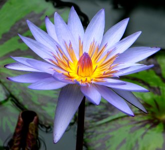 bluish waterlily