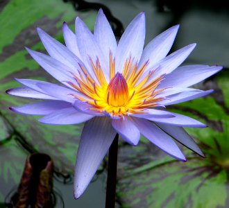 bluish waterlily photo