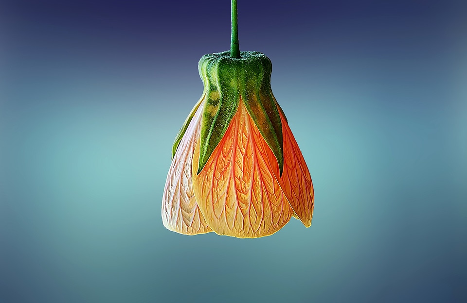 Blooming blossom botanical