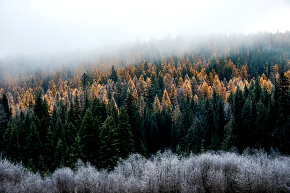 Foggy Morning at Calispell Meadows-Colville