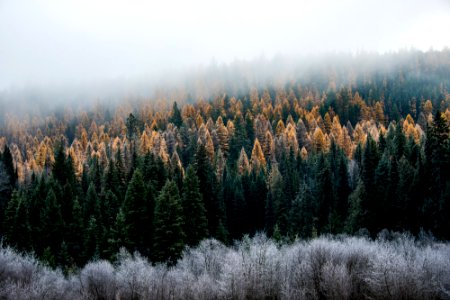 Foggy Morning at Calispell Meadows-Colville