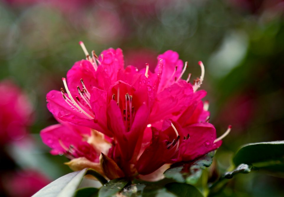pink Rhododendron delight