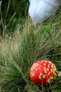 Amanita muscaria