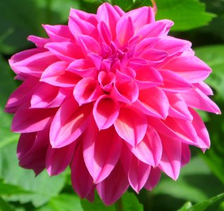 pink dahlia 3
