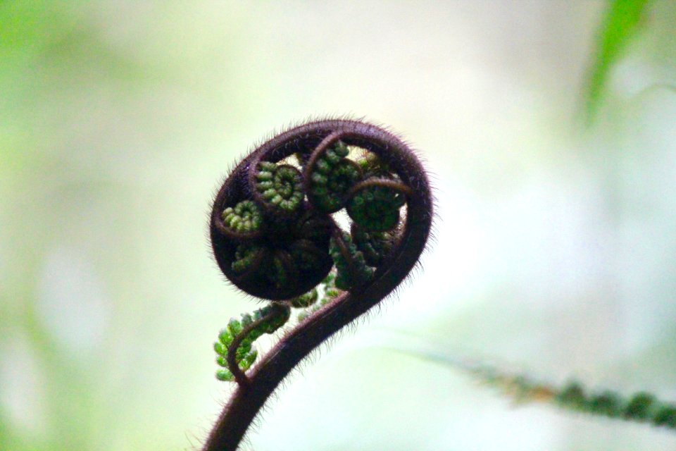 The birth of a Koru