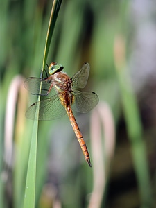 Garden macro fauna