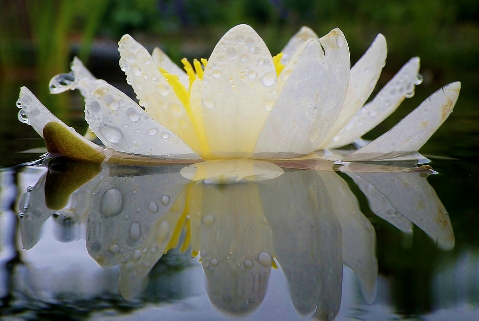 Flower white mirroring