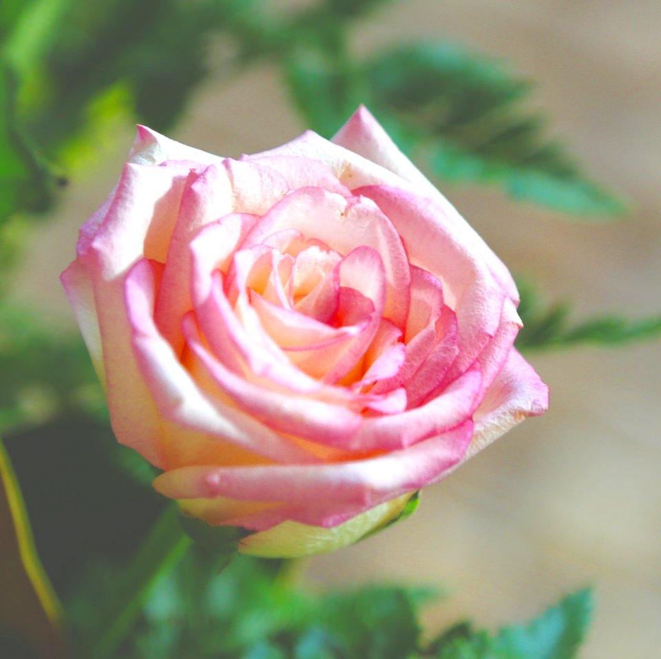 pink mothers love