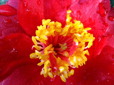 camellia center