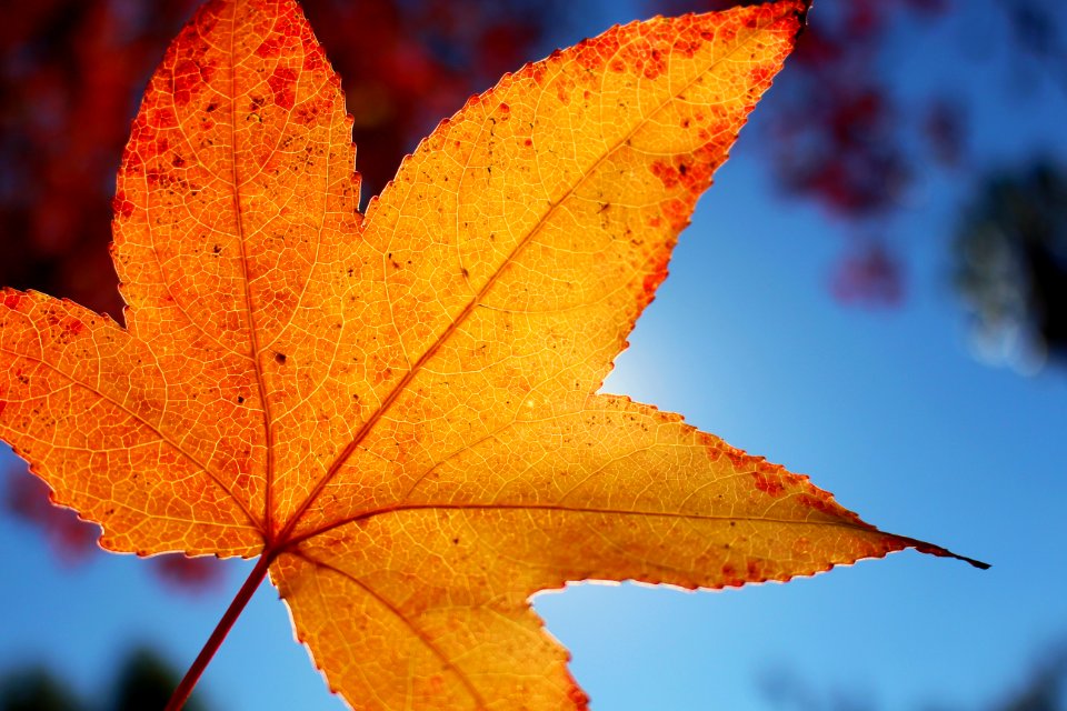 PERFECT FALL LEAVE WITH SATURATION