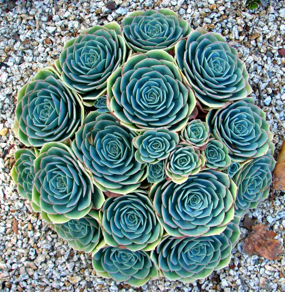 succulent roses