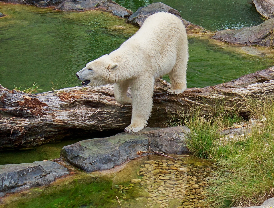 Animal animal world creature
