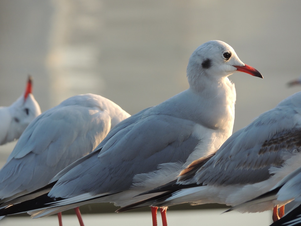 Birds unity wildlife