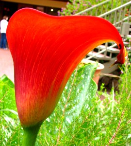 red-orange dwarf calla lily