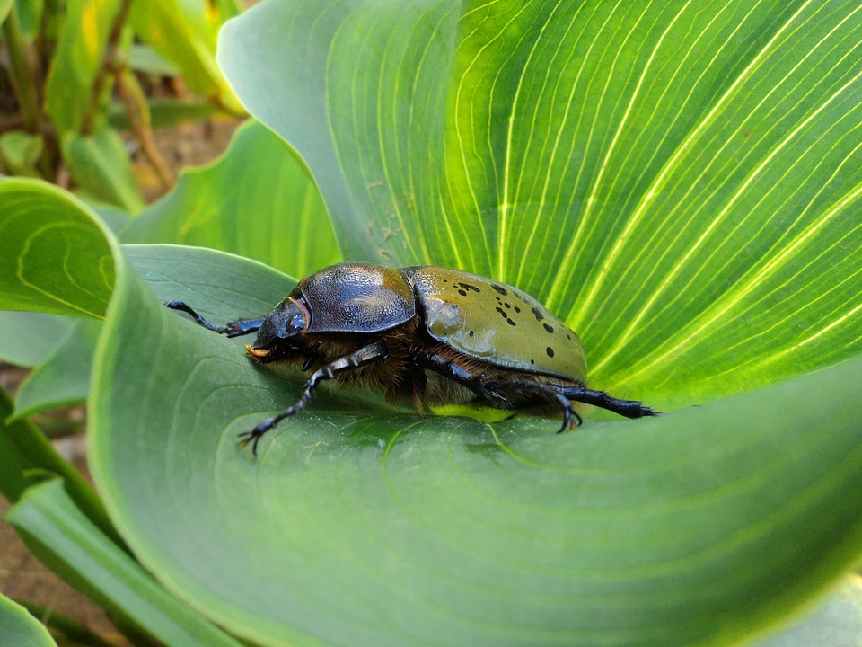 Beetle insect animal