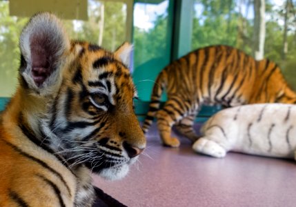 Dreamworld Tiger cub