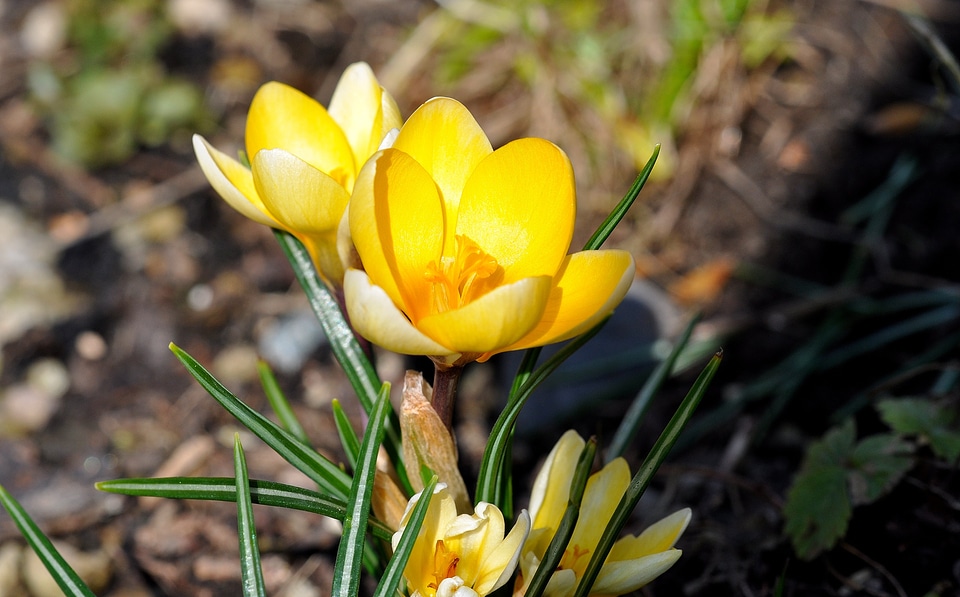 Plant blossom bloom