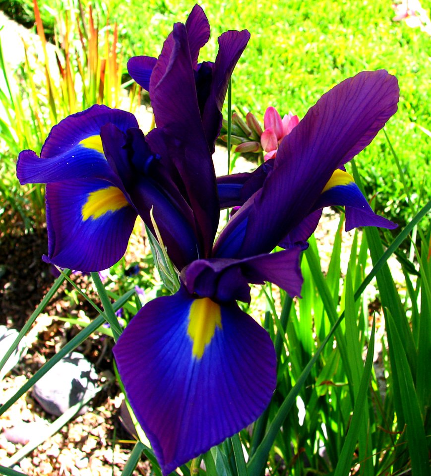 blue-purple Dutch iris photo