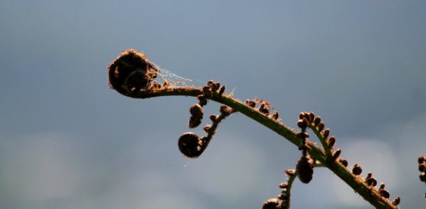 unfurling spider web