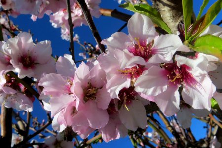 pink fruit tree blossoms 7 photo