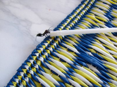 La fourmi et le bâton de sucette...