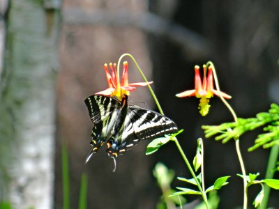 Butterfly on Columbine-Rogue River Siskiyou photo