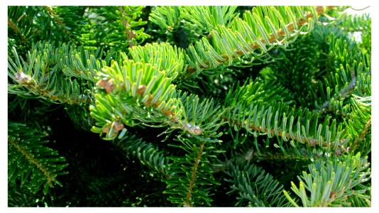 EVERGREEN MACRO FRAMED V#15