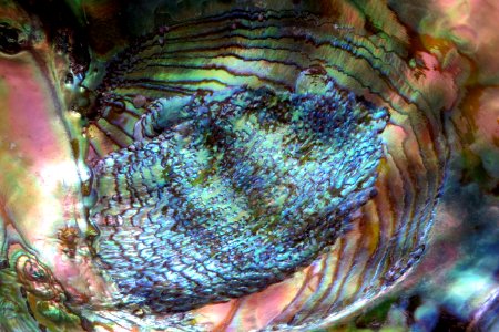 closeup of abalone shell photo
