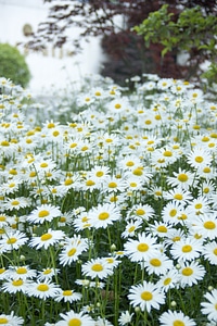 Flowers spring white