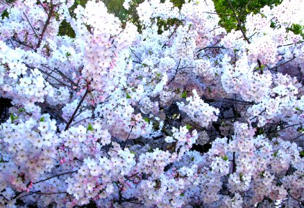 white fruit-tree blossoms 4