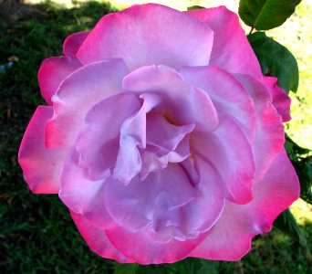 pink-and-lavender rose