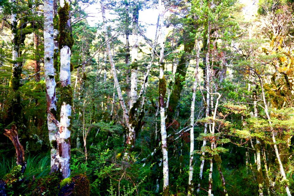Tongariro national Trreasures