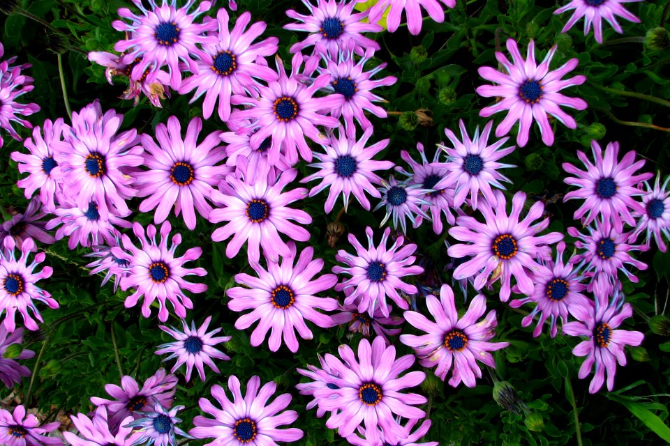 purple daisylike flowers 2