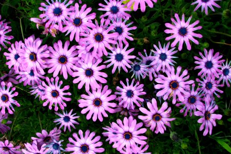 purple daisylike flowers 2