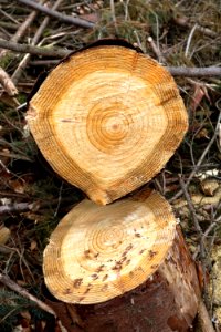 Tree rings photo