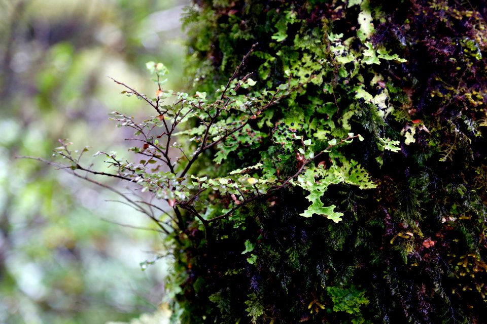 Moss and Lichen delight