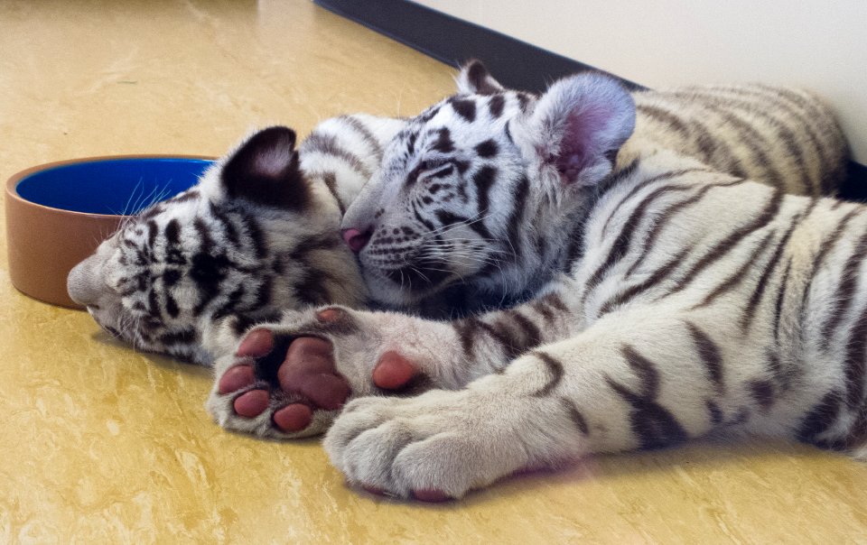White Tiger Cubs - Dreamworld photo