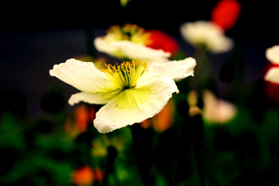 popping into spring on a dark day
