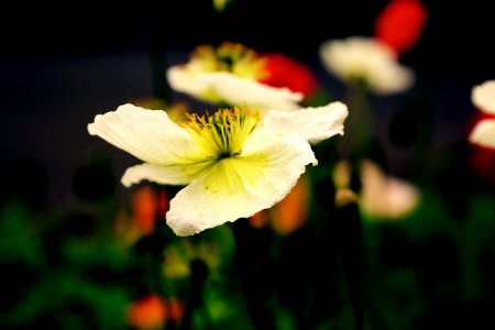 popping into spring on a dark day