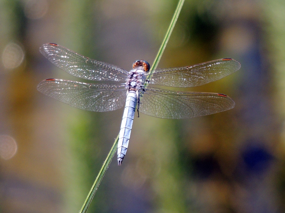 Red dragonfly garden macro